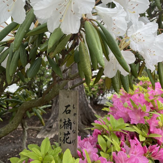 この世の極楽に鎌倉観光なら長谷寺