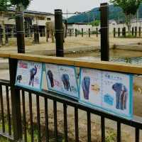 大迫力！４頭のゾウが暮らす京都市動物園