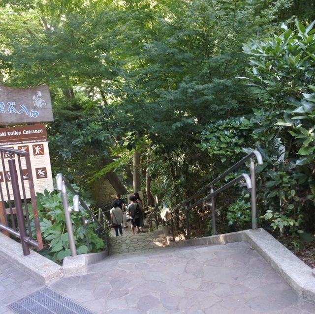 東京の等々力渓谷