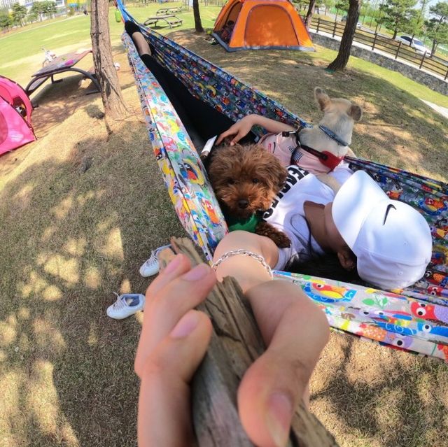 도심 속의 캠핑, ⛺️천안 신방공원에서 반려견과 즐기는 여름 소풍