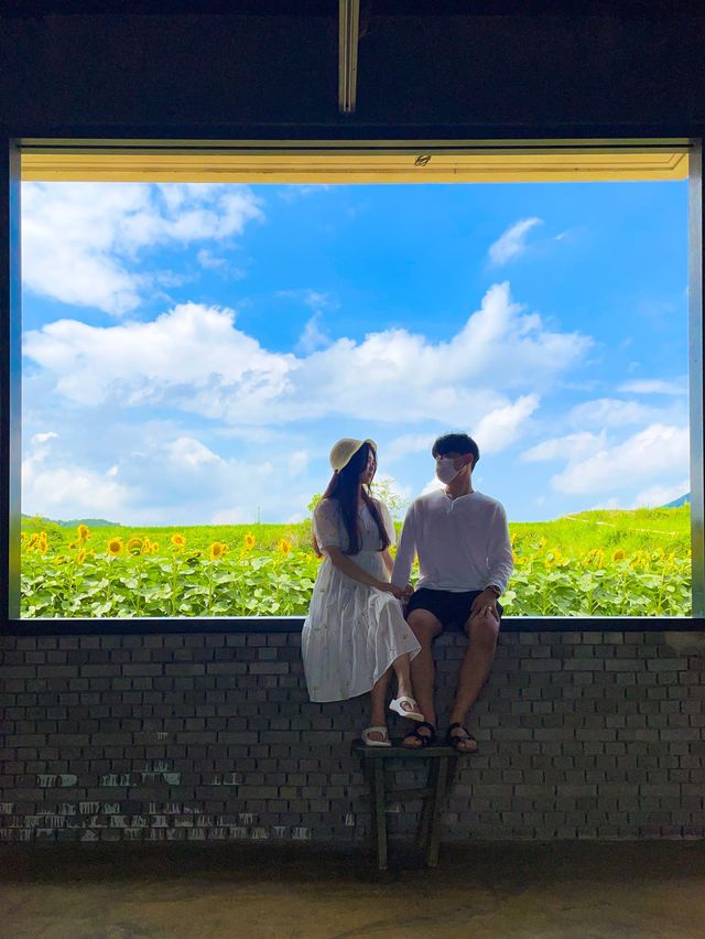 아직도 해바라기 못본 사람 없죠? 경주 해바라기 카페!