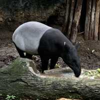 Unleash your “Wild Beast” in the Taipei Zoo.