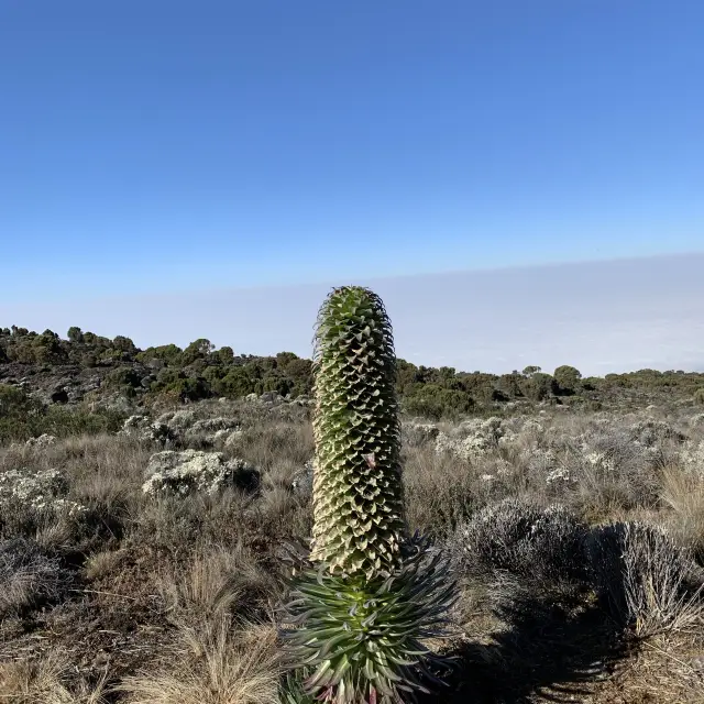 Cool Hiking at Kilimanjaro