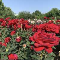 Zijing Park - International Rose Garden