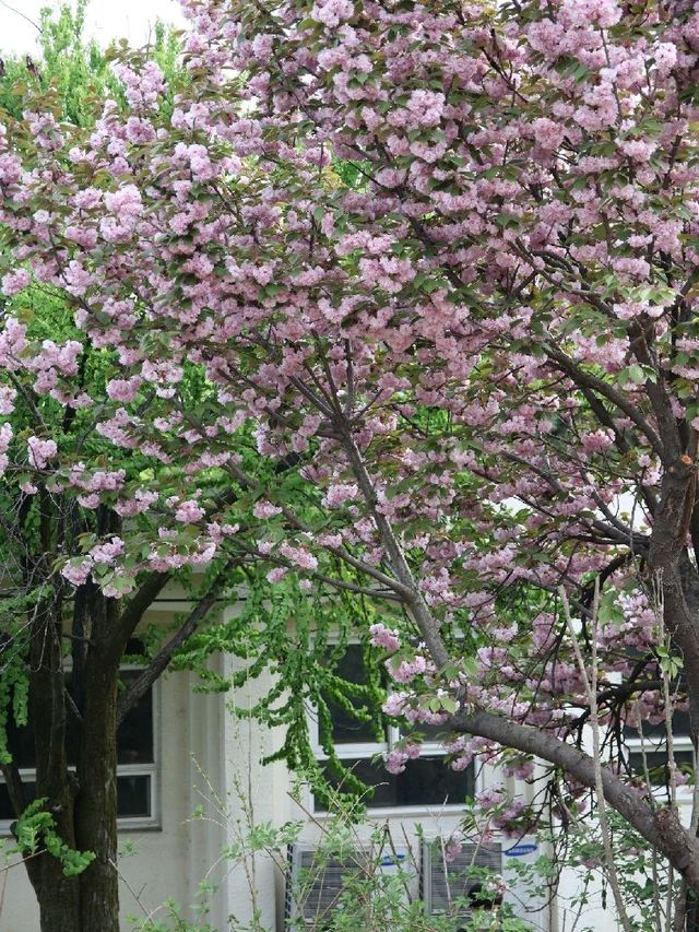 서울 겹벚꽃 명소, 보라매공원