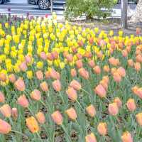 春の横浜公園の遊具エリア