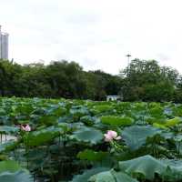 洪湖公園賞荷花🌺