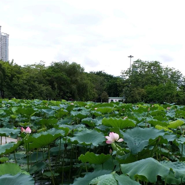 洪湖公園賞荷花🌺