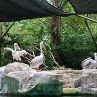 Singapore Zoo