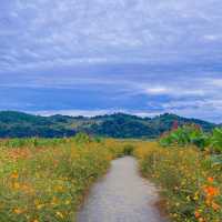 댑싸리 황화코스모스 천일홍이 가득한 📍임진강 댑싸리공원