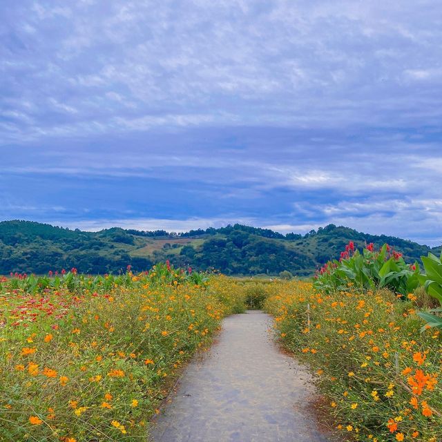 댑싸리 황화코스모스 천일홍이 가득한 📍임진강 댑싸리공원