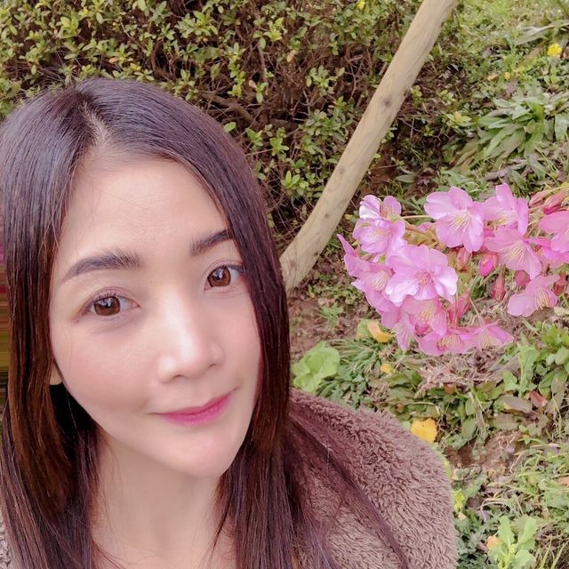 “Matsuda Cherry Blossom Festival” 🌸