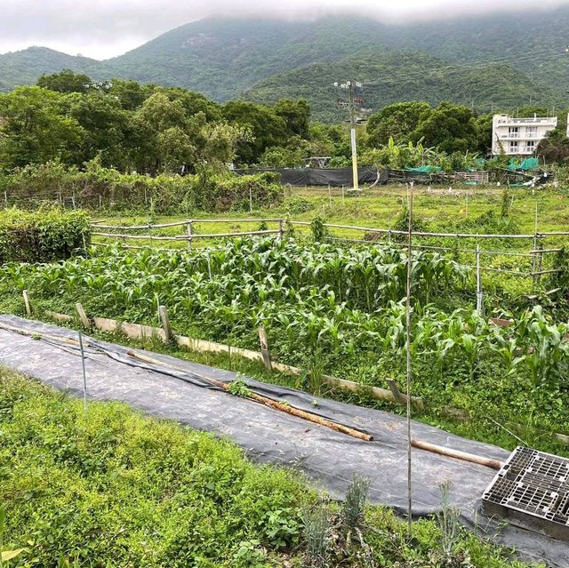 親近大自然遠離煩囂既離島一日遊