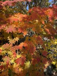 11월 여행지 추천:: 곤지암 화담숲🍁