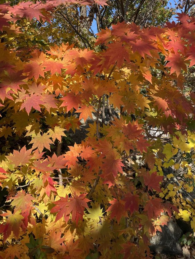 11월 여행지 추천:: 곤지암 화담숲🍁