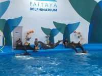 Pattaya Dolphinarium โชว์โลมาที่ดีที่สุดในเอเชีย