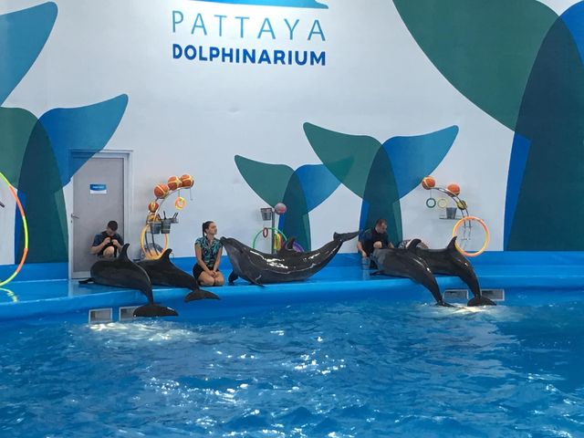 Pattaya Dolphinarium โชว์โลมาที่ดีที่สุดในเอเชีย