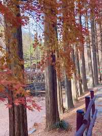 대전 단풍명소로 유명한 장태산🍁