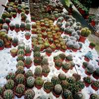 Cactus 🌵 Lover loved this! 😍