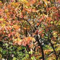 紅葉🍁打卡（青衣公園）市區內既紅葉交通超方便