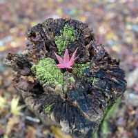 鋪天蓋地的絕美紅葉 – 八瀨紅葉小徑