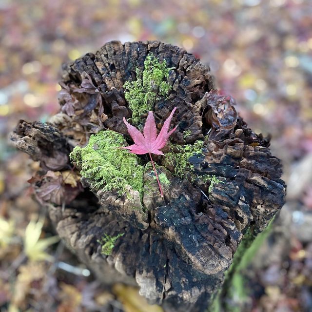 鋪天蓋地的絕美紅葉 – 八瀨紅葉小徑
