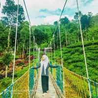 WISATA KEBUN TEH GUNUNG GAMBIR