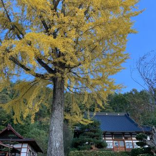 長野県　長福寺の大銀杏