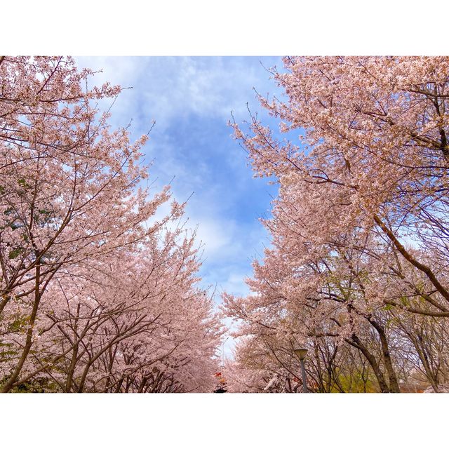 의외로 인파가 적은 벚꽃명소, 서울숲