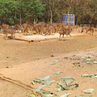 Bangladesh Dhaka International zoo 