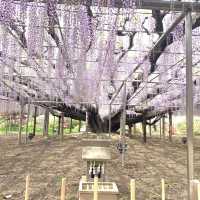 いつかのあしかがフラワーパーク