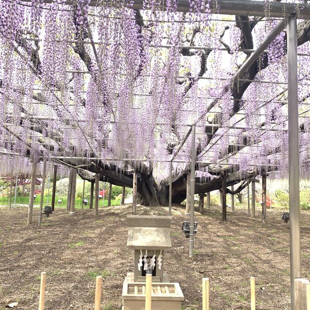 いつかのあしかがフラワーパーク