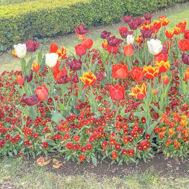 春の新宿御苑散歩