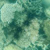 ดำน้ำดูปะการังเกาะล้าน พัทยา
