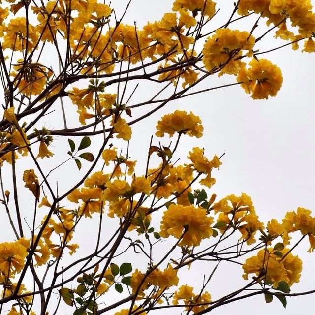 賞花好去處😍寶康公園隱世之處