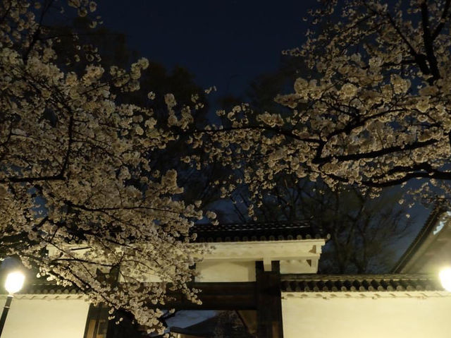 夜櫻絕景🌸🌸🤩🤩｜東京