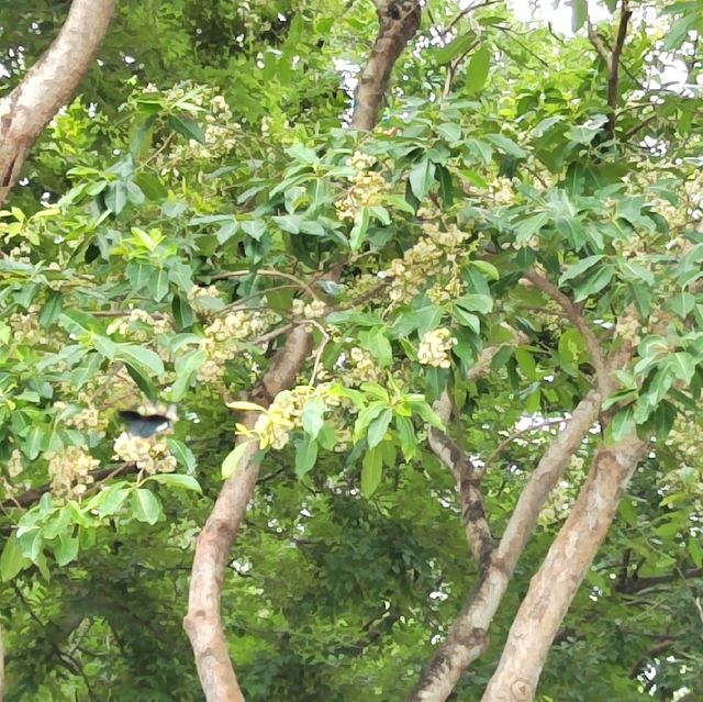 圍封多時，休養生息後的公園及海灘