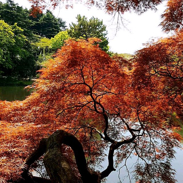 新宿御苑賞櫻花•楓葉