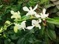 荃灣賞花好去處