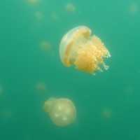 【パラオ】パラオといえばの大人気な湖
