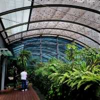 Butterfly Garden In An Airport