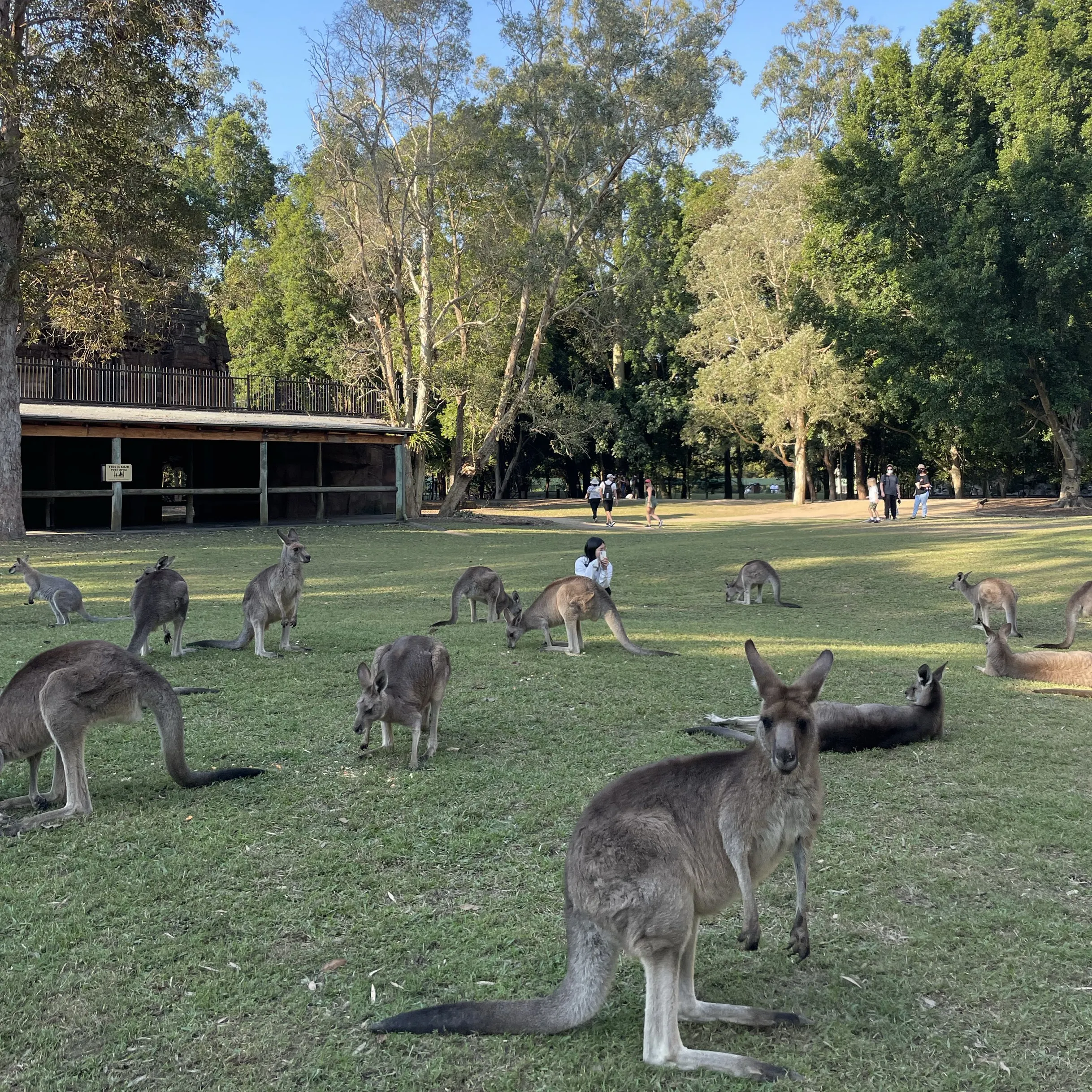 [Australia] where you can see various animals