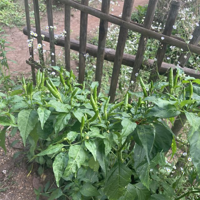 清幽小山上之民宿
