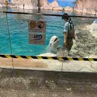 世界最大級野外水槽、日本一広い水族館