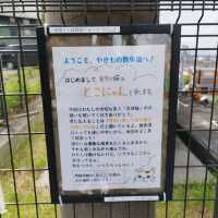 愛知県！常滑市の見まもり猫｢とこにゃん｣