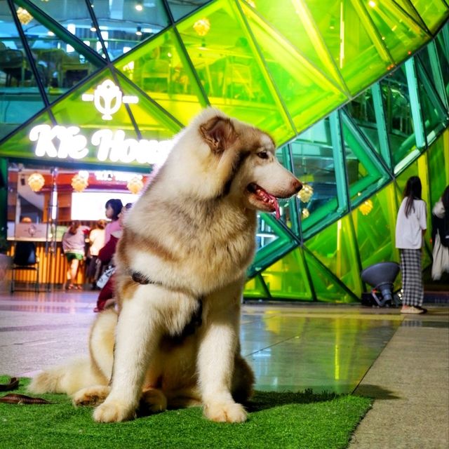 จุดเช็คอิน สุด ว้าว ในดาหลัต