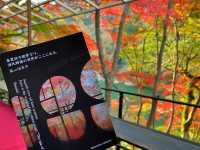 京都・嵐山 『祐斎亭』の紅葉