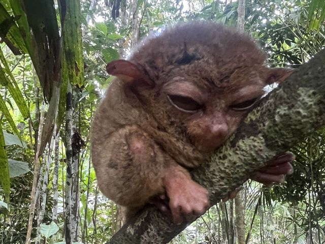 Tiny Tarsiers!