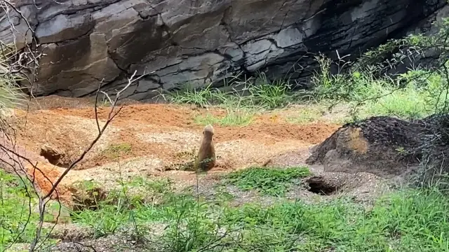 So excited to see animals from Lion King 