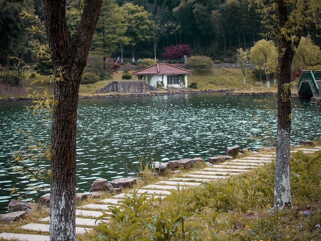 Visit to the Yixing bamboo forest! 🎋🎋